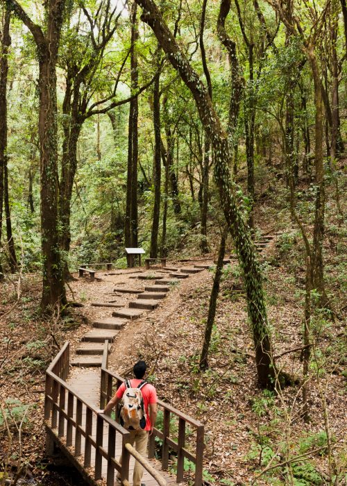 escursionista-su-un-percorso-di-legno-nel-bosco